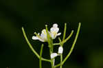 Garlic mustard